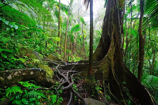 Half-Day St. Kitts Rainforest Hike - Highlights of the Experience