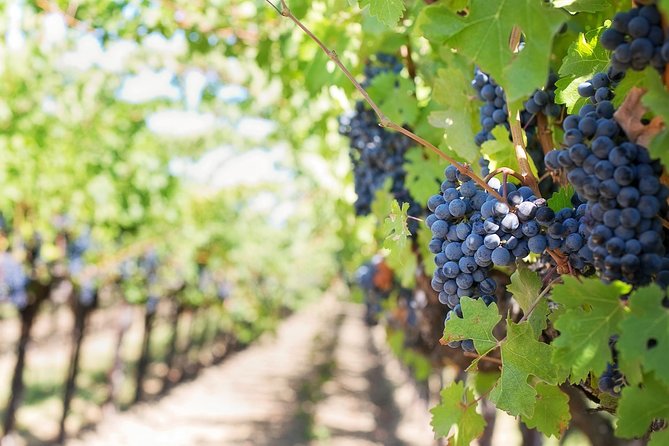 Half-Day Stellenbosch Winelands Tour From Cape Town - Cancellation Policy