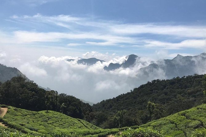 Half Day Sunrise Tour on Top Station, Munnar ( By Munnar Info) - Traveler Reviews: Joanne_P