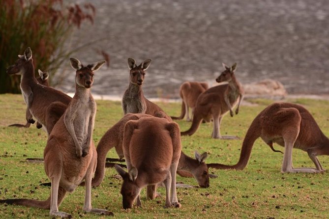 Half-Day Swan Valley & Wildlife Park Tour - Inclusions and Exclusions