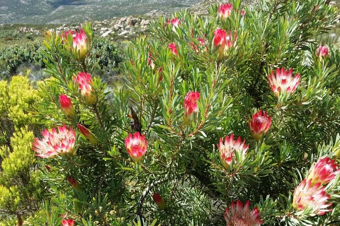 Half-Day Swartberg Pass PRIVATE Tour (Including Lunch & Transfer - Oudtshoorn) - Logistics and Accessibility