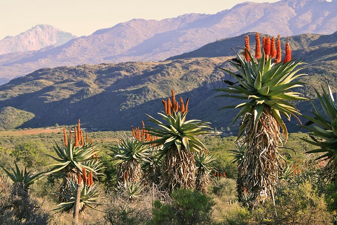 Half-Day Swartberg Pass PRIVATE Tour (Including Lunch & Transfer - Oudtshoorn) - Weather Considerations