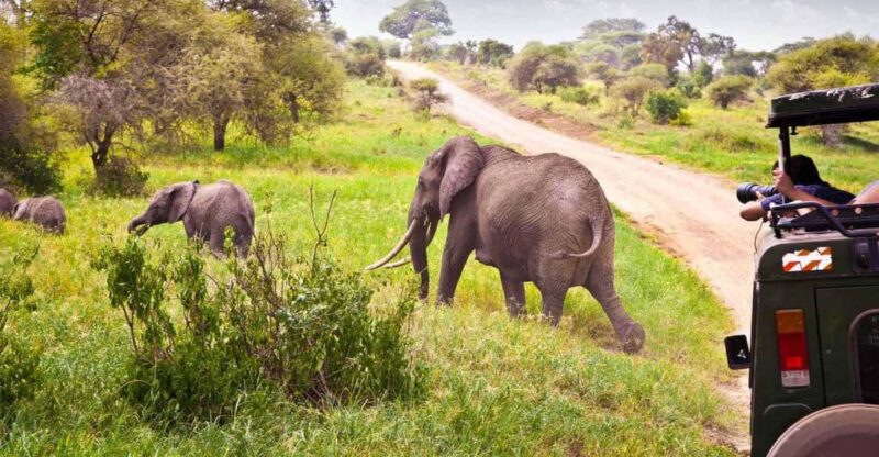 Half Day Tala Game Reserve & Natal Lion Park From Durban - Tour Activities and Inclusions