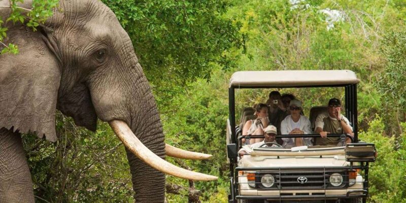 Half Day Tala Game Reserve & Natal Lion Park From Durban - Key Points