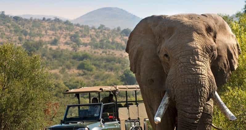 Half Day Tala Game Reserve & Natal Lion Park From Durban - Itinerary and Duration