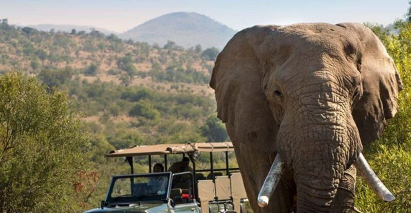 Half Day Tala Game Reserve & Natal Lion Park From Durban - Wildlife Experiences