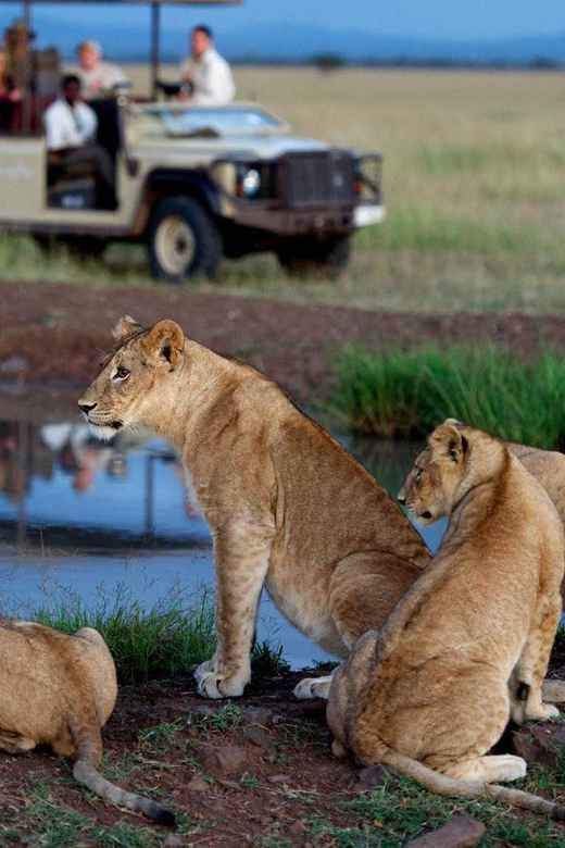 Half Day Tala Game Reserve & Natal Lion Park From Durban - Natal Lion Park