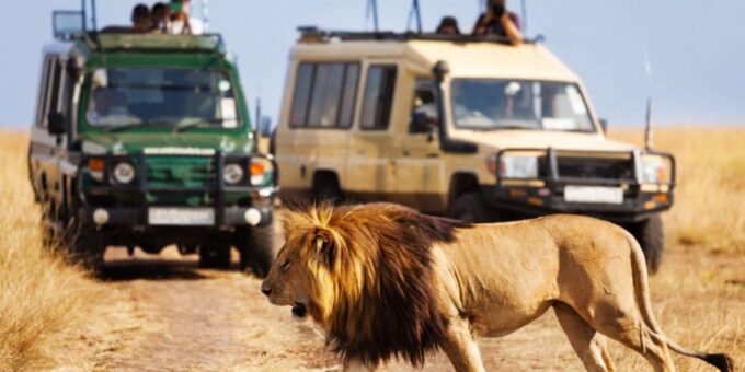 Half Day Tala Game Reserve & Natal Lion Park From Durban - Guide Information