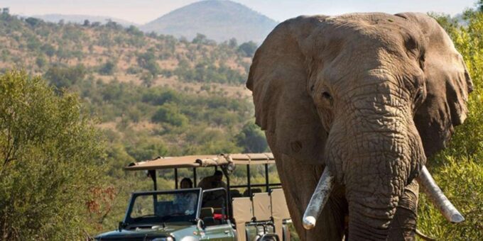 Half Day Tala Game Reserve & Natal Lion Park From Durban - Cancellation Policy