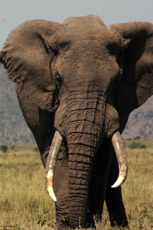 Half Day Tala Game Reserve & Natal Lion Park From Durban - Convenience Features