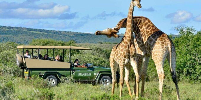 Half Day Tala Game Reserve & Natal Lion Park From Durban - Frequently Asked Questions