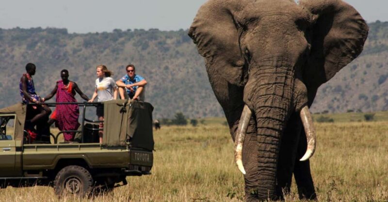 Half Day Tala Game Reserve & Natal Lion Park From Durban - Key Points