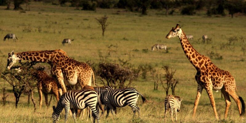 Half Day Tala Game Reserve & Natal Lion Park From Durban - Wildlife Experience
