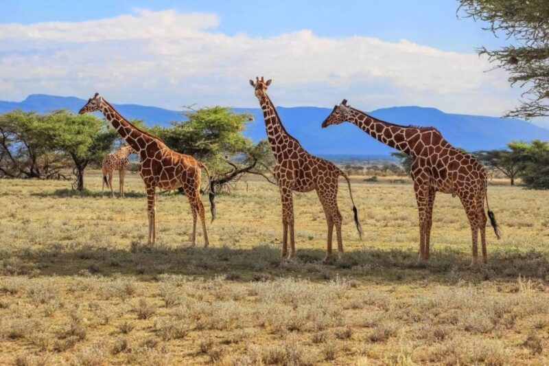 Half-Day Tala Game Reserve & Natal Lion Park From Durban - Tala Game Reserve Overview