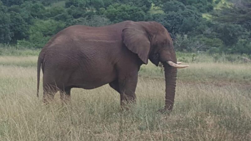 Half-Day Tala Game Reserve & Natal Lion Park From Durban - Natal Lion Park Highlights