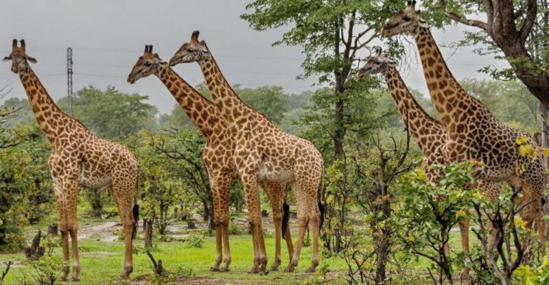 Half Day Tala Game Reserve & Natal Lion Pk Tour From Durban - Natal Lion Park Experience