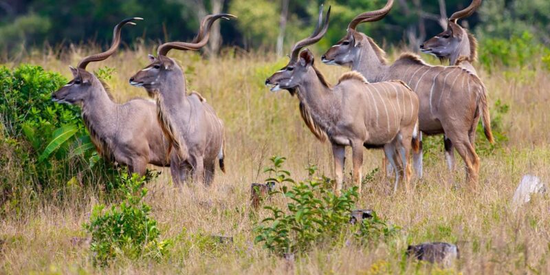 Half Day Tala Game Reserve & Phezulu Safari From Durban - Memorable Adventure