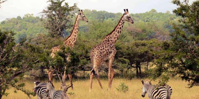 Half Day Tala Game Reserve & Phezulu Safari From Durban - Tour Booking Information