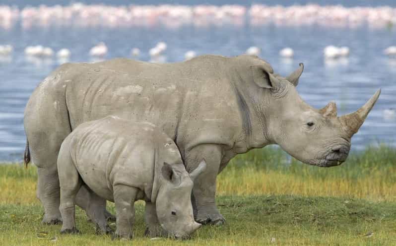 Half Day Tala Game Reserve + Phezulu Safari Park From Durban - Tour Overview