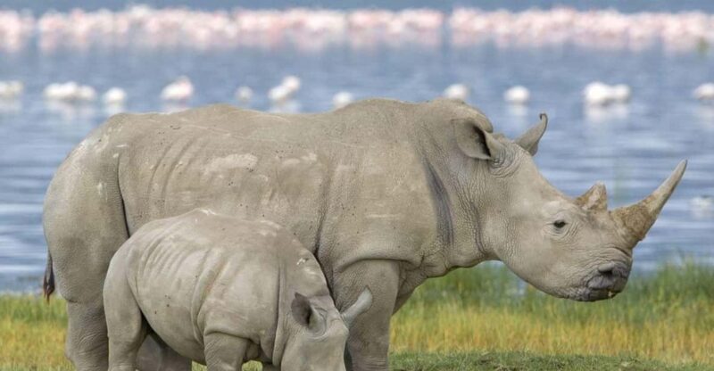 Half Day Tala Game Reserve + Phezulu Safari Park From Durban - Experience Highlights