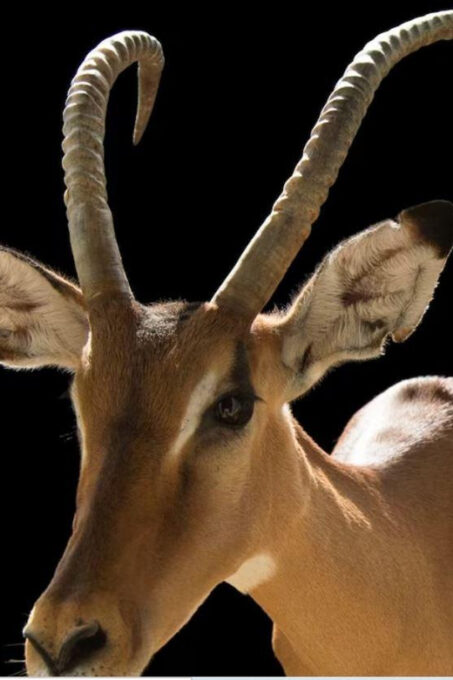 Half-Day Tala Game Reserve & Phezulu Safari Park From Durban - Duration and Pricing