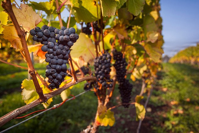 Half Day Tamar Valley Wine Tour - Inclusions