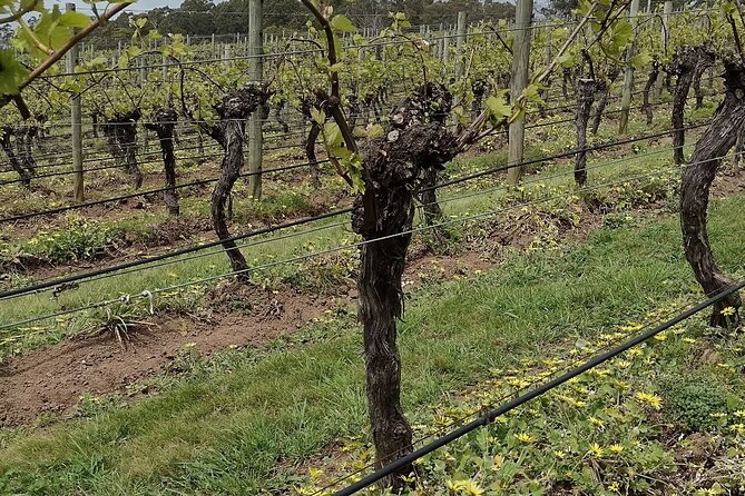 Half Day Tamar Valley Wine Tour - Additional Details