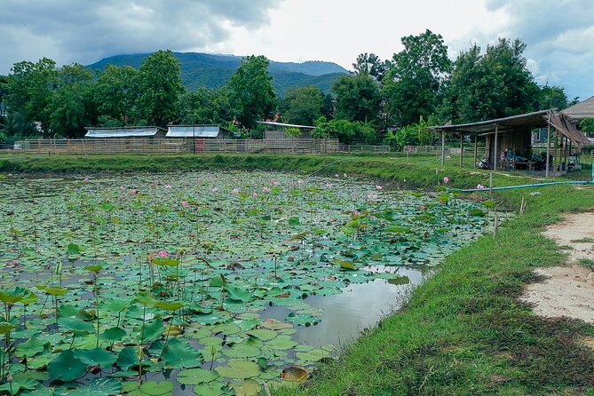 Half-Day Thai CookingClass at A Roi Dee Organic Farm in ChiangMai - Indulging in Mango Sticky Rice