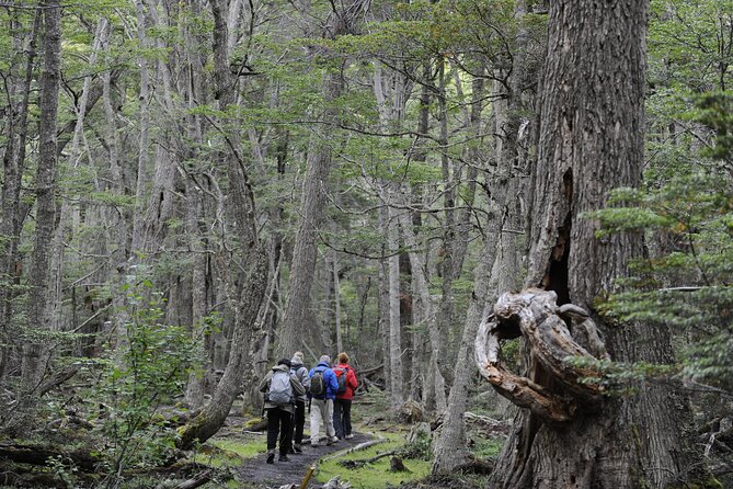 Half-Day Tierra Del Fuego National Park With Lunch and Drinks - Rugged Peaks and Andean-Patagonian Forests