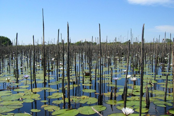 Half-Day Tigre Delta Tour From Buenos Aires Including Lunch - Dining Experience at Local Restaurant