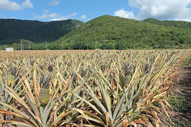 Half-Day Tour: A Taste of Paradise and History of Antigua - Frequently Asked Questions