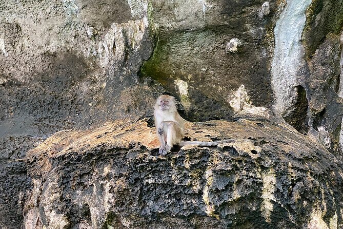 Half Day Tour Around Phi Phi Islands By Private Longtail Boat From Phi Phi - Observing Underwater Life