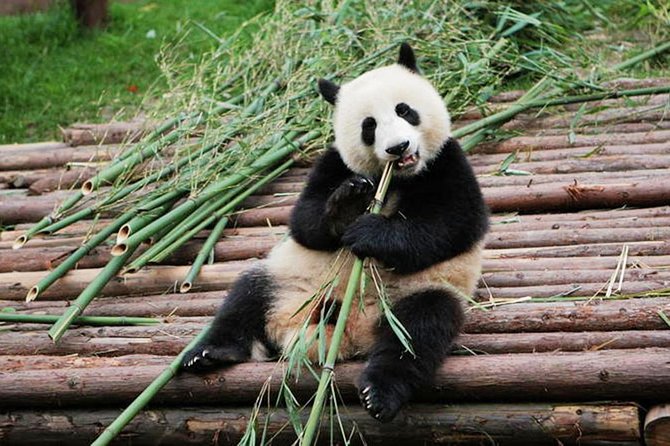 Half-Day Tour at Chengdu Panda Breeding Research Base - Highlights of the Experience