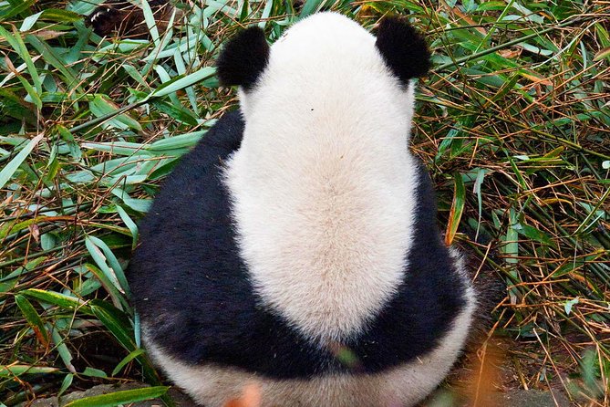 Half-Day Tour at Chengdu Panda Breeding Research Base - Tour Duration and Itinerary