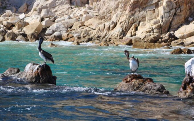 Half-Day Tour at Sunset in Cabo San Lucas Bay - Frequently Asked Questions