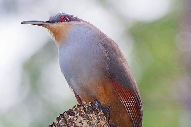 Half Day Tour Bird Watching in the Sierra De Bahoruco - Accessibility and Requirements