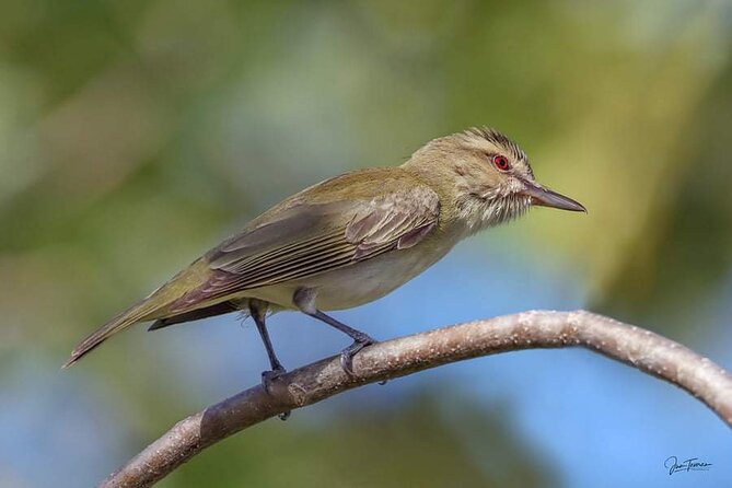 Half Day Tour Bird Watching in the Sierra De Bahoruco - Confirmation and Flexibility