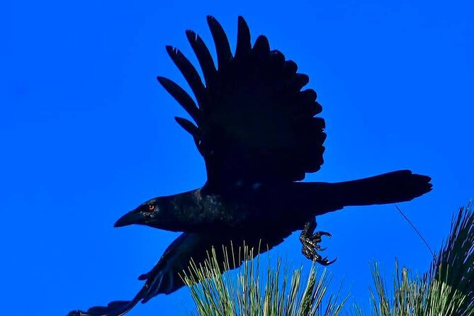 Half Day Tour Bird Watching in the Sierra De Bahoruco - Booking Your Stay
