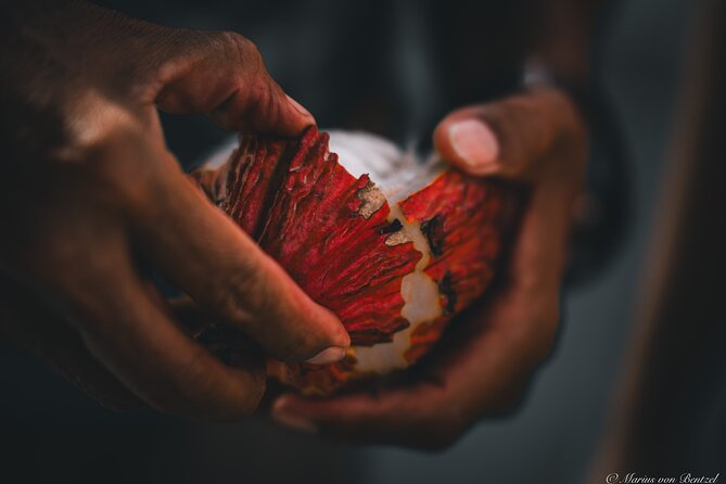 Half Day Tour Cocoa Farm Fruits and Plantations From Guayaquil - Exploration of the Route of Fruits and Plantations