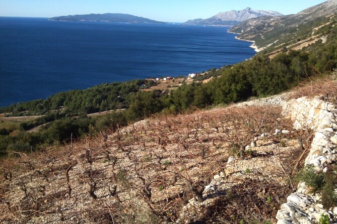 Half Day Tour - Deep and Dark Red Wine of Pelješac - Pricing and Booking
