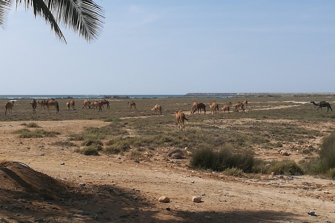 Half Day Tour - Discover Beauty of East Salalah. - Important Information