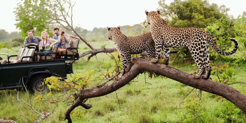 Half Day Tour Hluhluwe Imfolozi Game Reserve Fr Richards Bay - Conservation Efforts