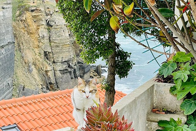 Half-Day Tour in Cascais / Sintra With Brunch and Wine Tasting - Positive Atmosphere and Memorable Experiences