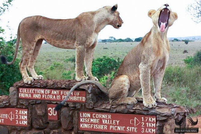 Half Day Tour in Nairobi National Park Safari - Key Points
