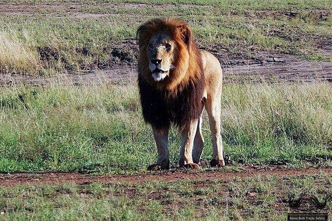 Half Day Tour in Nairobi National Park Safari - Inclusions