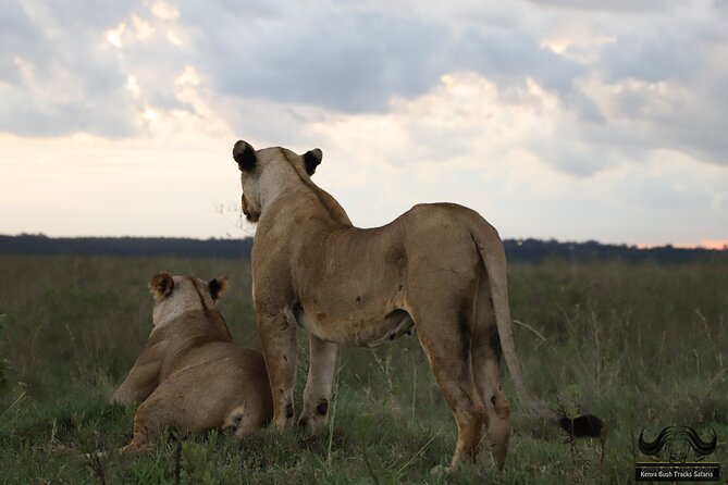 Half Day Tour in Nairobi National Park Safari - Accessibility and Additional Info