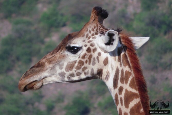 Half Day Tour in Nairobi National Park Safari - Wildlife Sightings