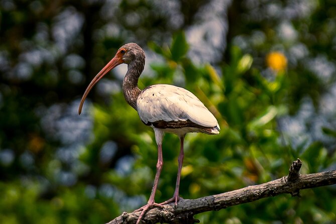 Half Day Tour Mangroves Estuary and Bird Watching From Guayaquil - Key Points