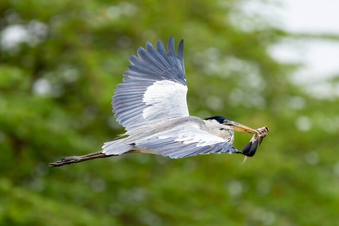 Half Day Tour Mangroves Estuary and Bird Watching From Guayaquil - Diverse Wildlife Discoveries