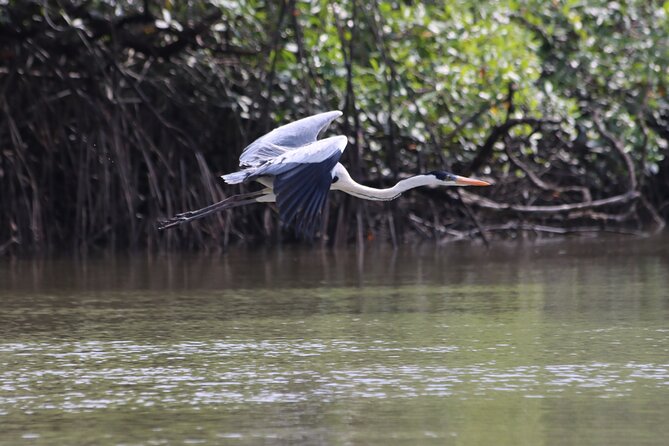 Half Day Tour Mangroves Estuary and Bird Watching From Guayaquil - Guided Forest Walk